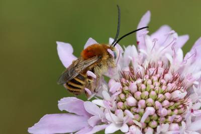 Eucère striée Tetraloniella strigata (Lepeletier, 1841)