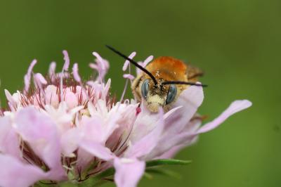 Eucère striée Tetraloniella strigata (Lepeletier, 1841)