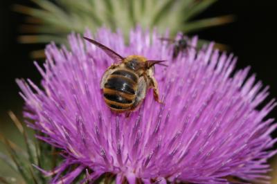 Eucère taurique Eucera taurica Morawitz, 1871