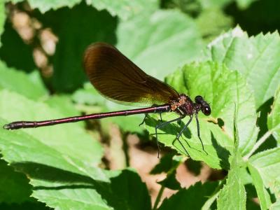 Caloptéryx hémorroïdal Calopteryx haemorrhoidalis (Vander Linden, 1825)