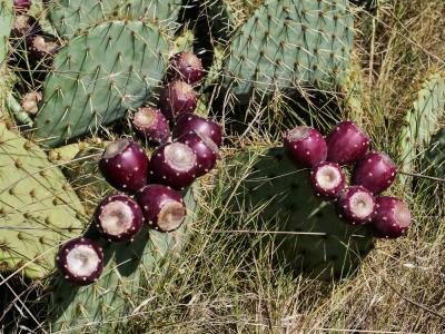 Figuier de Barbarie, Figuier d'Inde Opuntia ficus-indica (L.) Mill., 1768