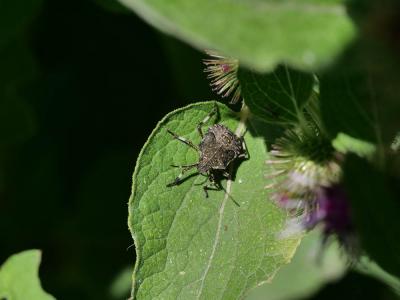 Punaise diabolique Halyomorpha halys (Stål, 1855)