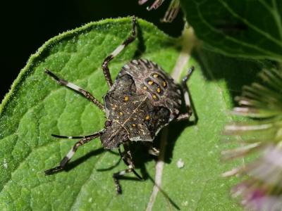 Punaise diabolique Halyomorpha halys (Stål, 1855)