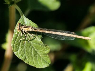  Platycnemis Burmeister, 1839