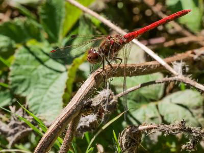 Sympétrum méridional (Le) Sympetrum meridionale (Selys, 1841)