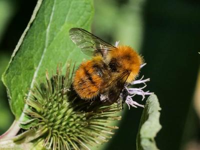 Bourdon des champs Bombus pascuorum (Scopoli, 1763)