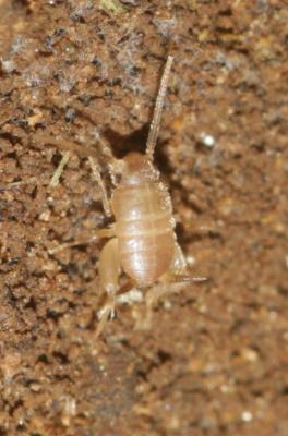  Myrmecophilus Berthold, 1827