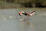 Flamant rose Phoenicopterus roseus Pallas, 1811