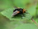  Tachina grossa (Linnaeus, 1758)