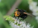  Tachina grossa (Linnaeus, 1758)