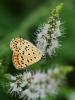 Cuivré fuligineux (Le), Argus myope (L'), Polyomma Lycaena tityrus (Poda, 1761)