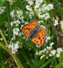 Cuivré flambloyant (Le) Lycaena alciphron gordius (Sulzer, 1776)