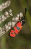  Zygaena hilaris Ochsenheimer, 1808