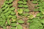 Réglisse sauvage, Astragale à feuilles de Réglisse Astragalus glycyphyllos L., 1753