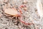 Pseudoscorpions Pseudoscorpiones De Geer, 1778