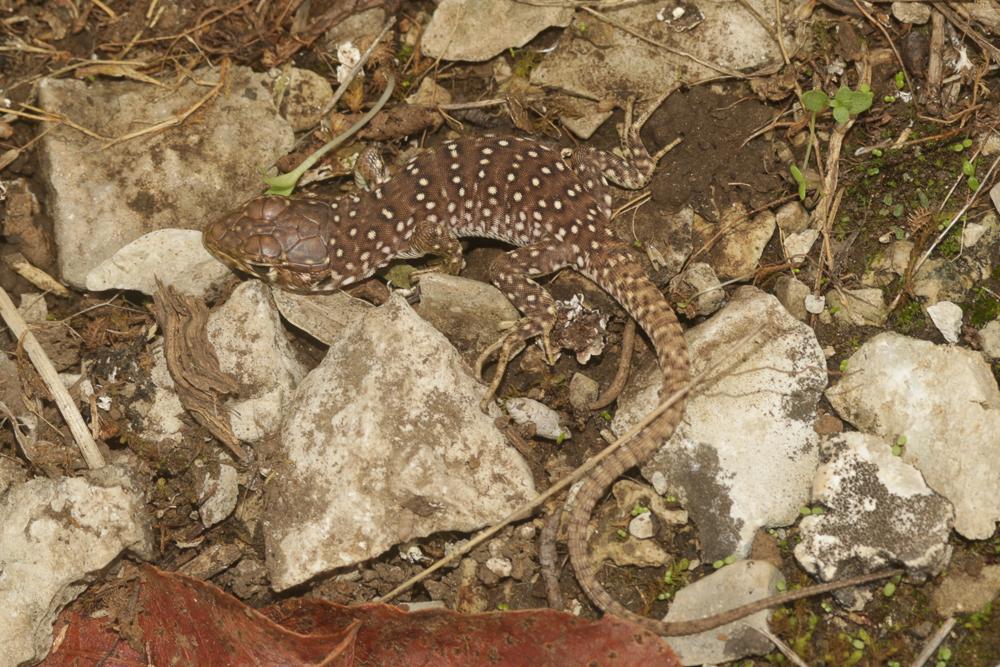 Lézard ocellé Timon lepidus (Daudin, 1802)