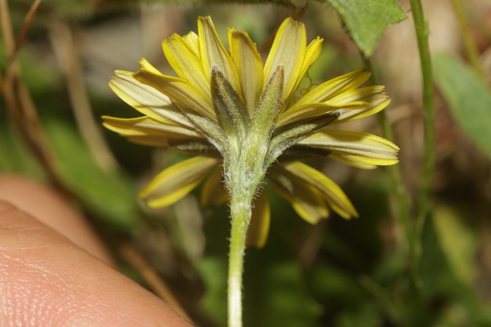 Crépide à feuilles de capselle Crepis bursifolia L., 1753