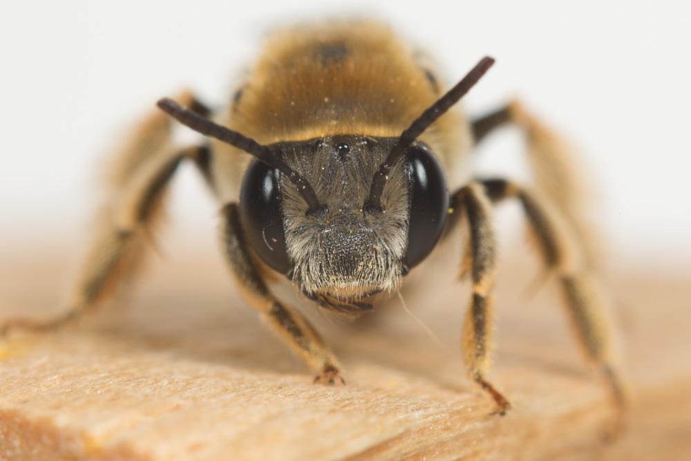  Eucera clypeata Erichson, 1835