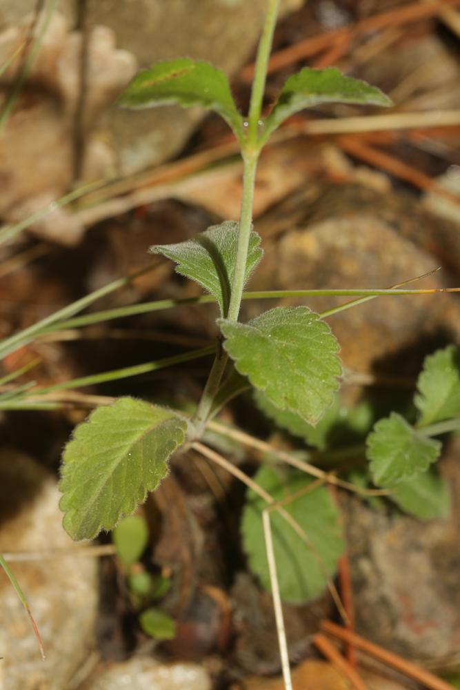 Scabieuse à trois étamines, Scabieuse de Gramont Scabiosa triandra L., 1753