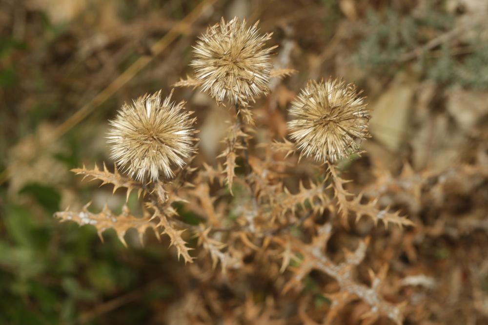 Échinops, Chardon bleu Echinops ritro L., 1753