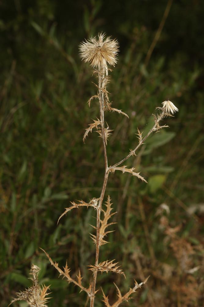 Échinops, Chardon bleu Echinops ritro L., 1753