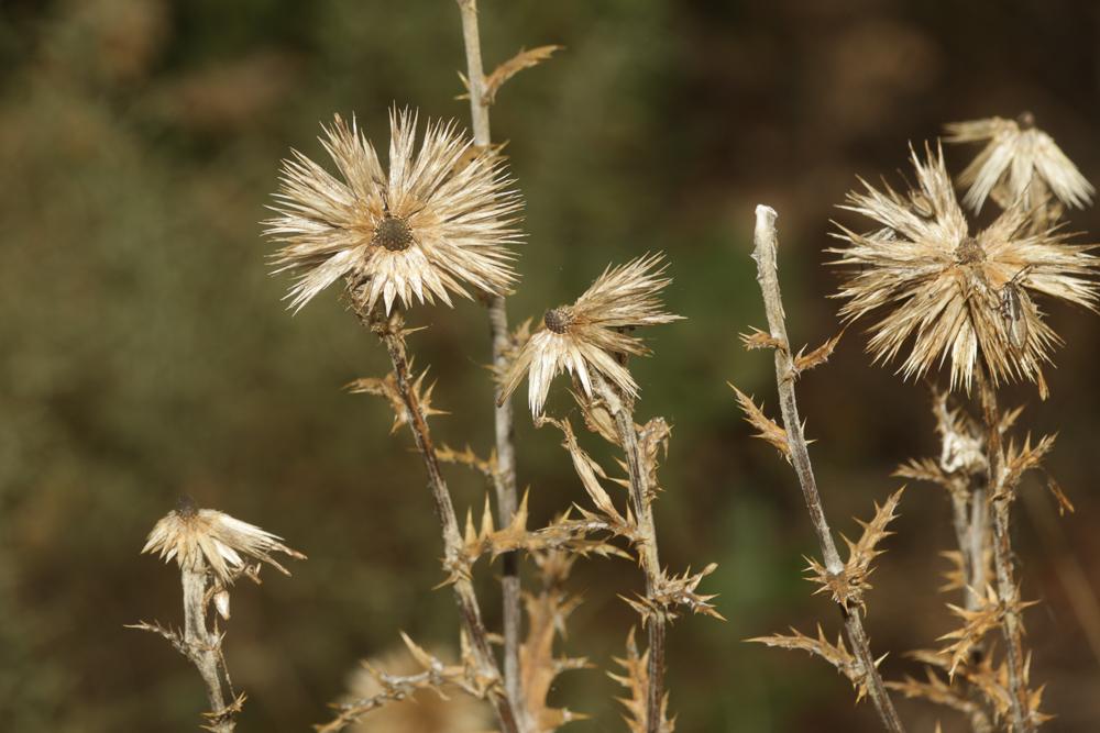 Échinops, Chardon bleu Echinops ritro L., 1753