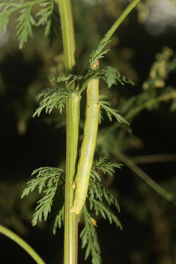 Le Boarmie lunulée (La) Ascotis selenaria (Denis & Schiffermüller, 1775)