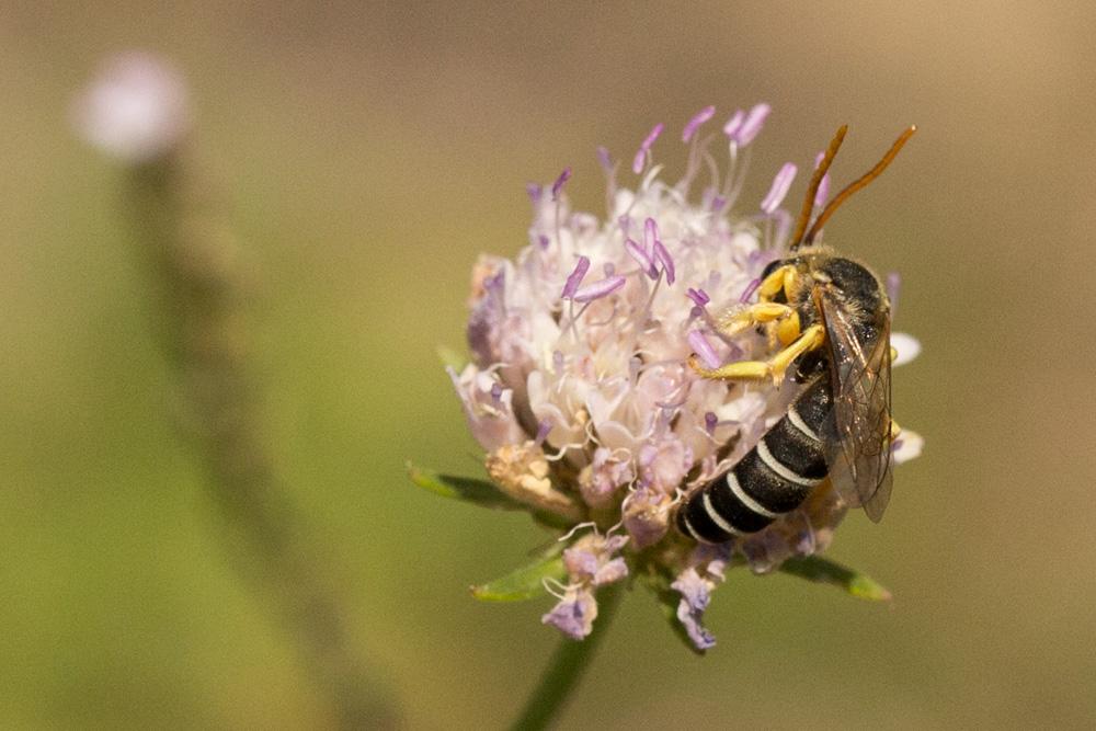  Halictus patellatus Morawitz, 1873