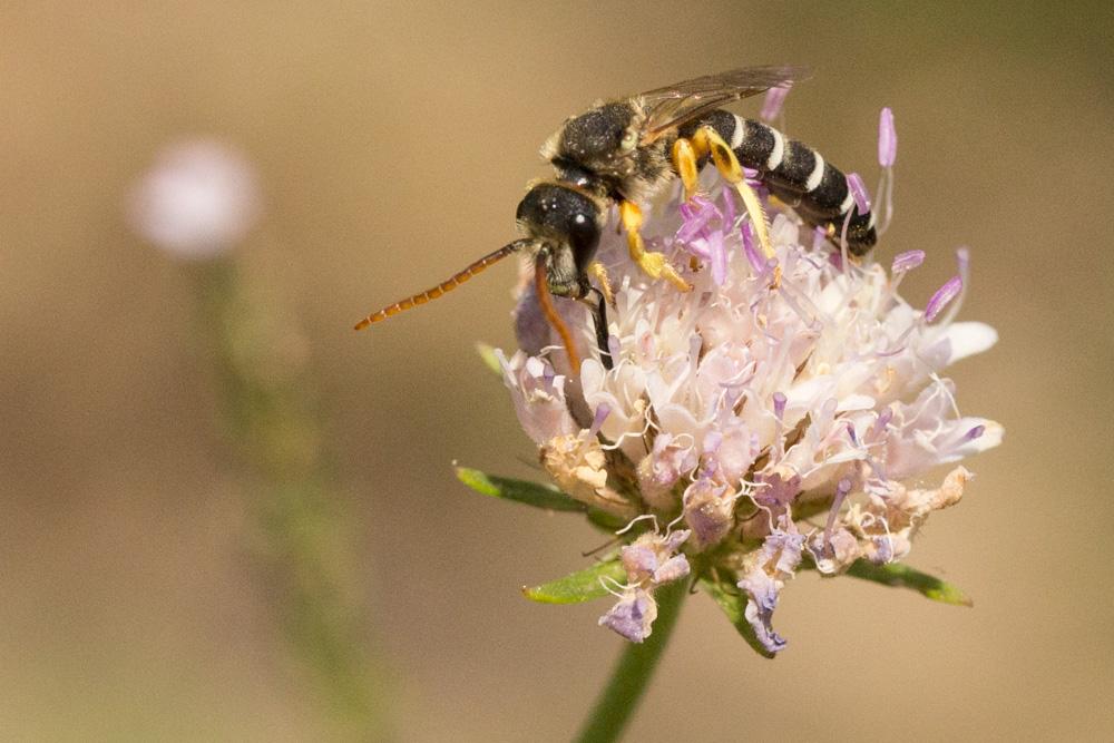  Halictus patellatus Morawitz, 1873