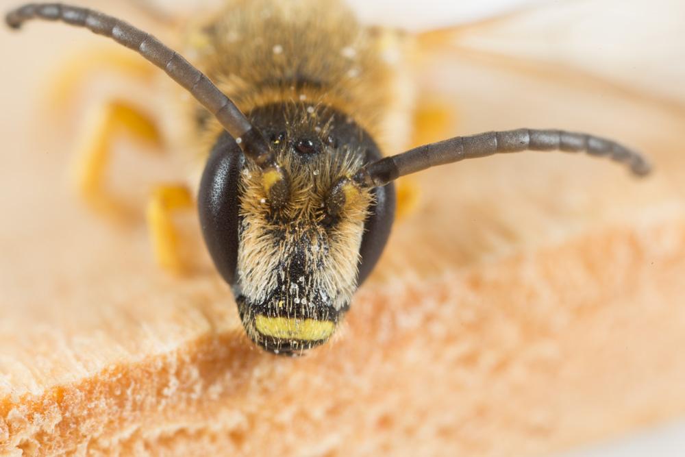  Halictus scabiosae (Rossi, 1790)