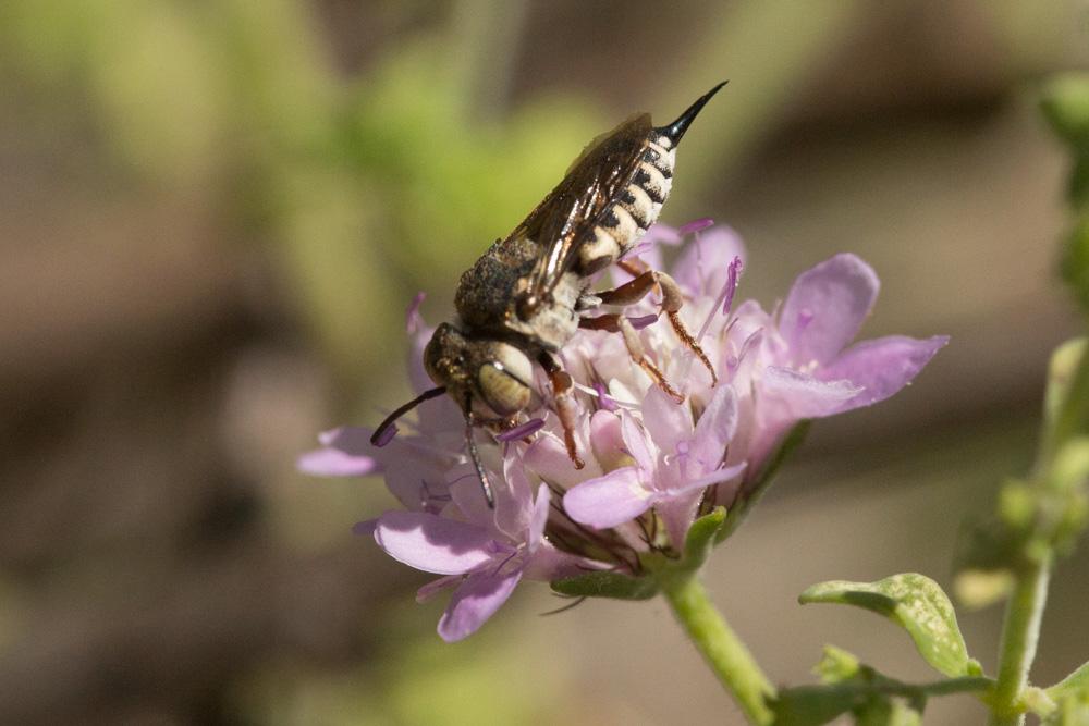  Coelioxys acanthura (Illiger, 1806)