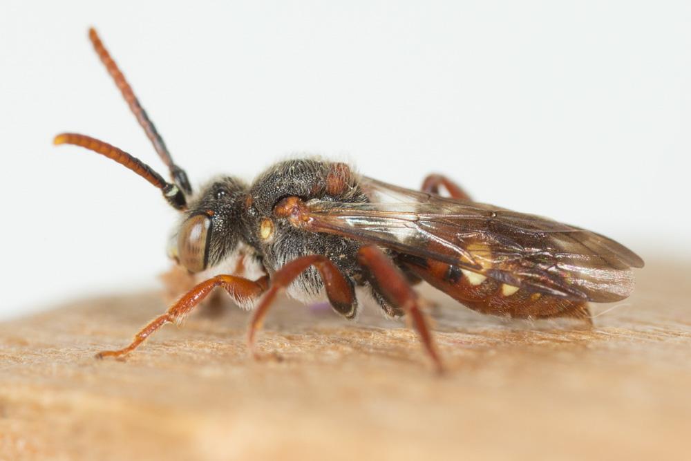  Nomada striata Fabricius, 1793