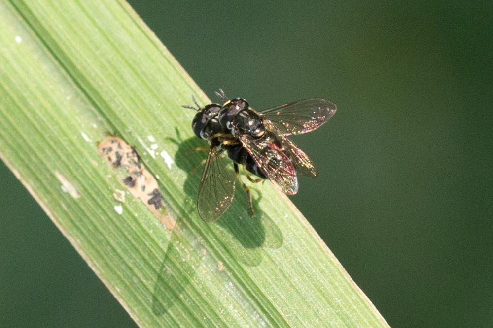  Paragus pecchiolii Rondani, 1857