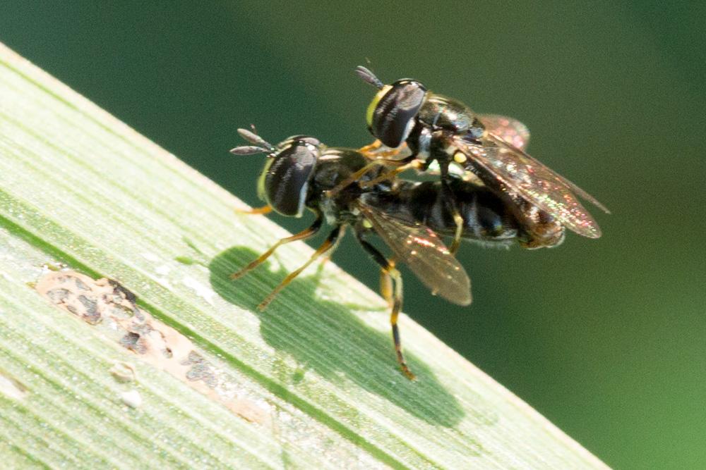  Paragus pecchiolii Rondani, 1857