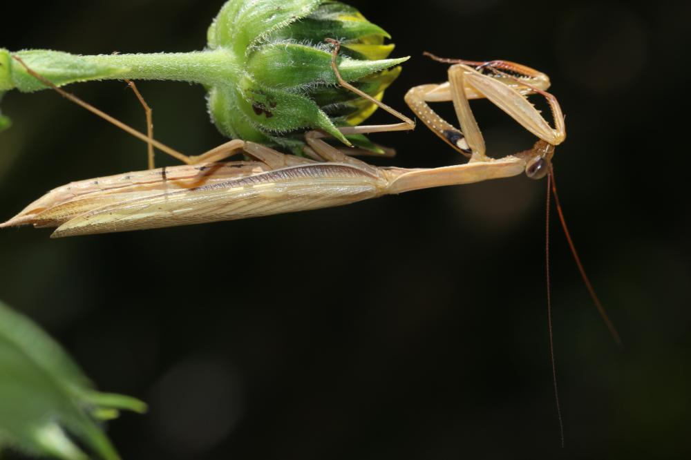 La Mante religieuse Mantis religiosa (Linnaeus, 1758)