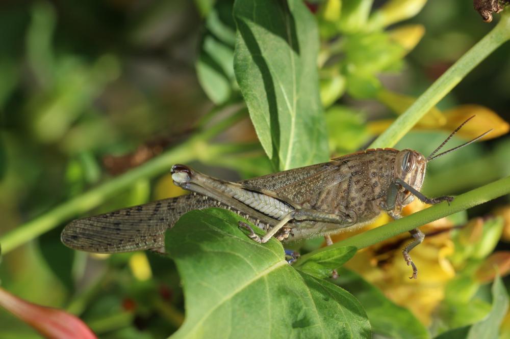 Le Criquet égyptien Anacridium aegyptium (Linnaeus, 1764)