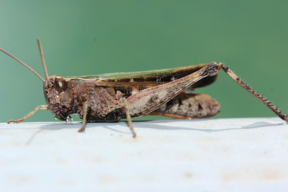 Criquet noir-ébène Omocestus rufipes (Zetterstedt, 1821)