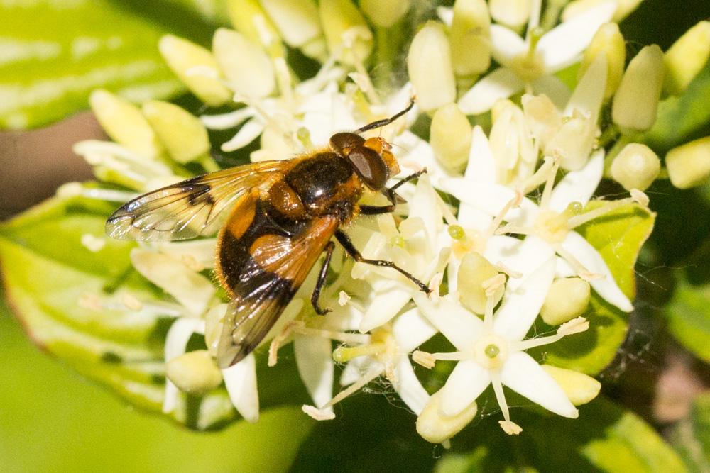  Volucella inflata (Fabricius, 1794)