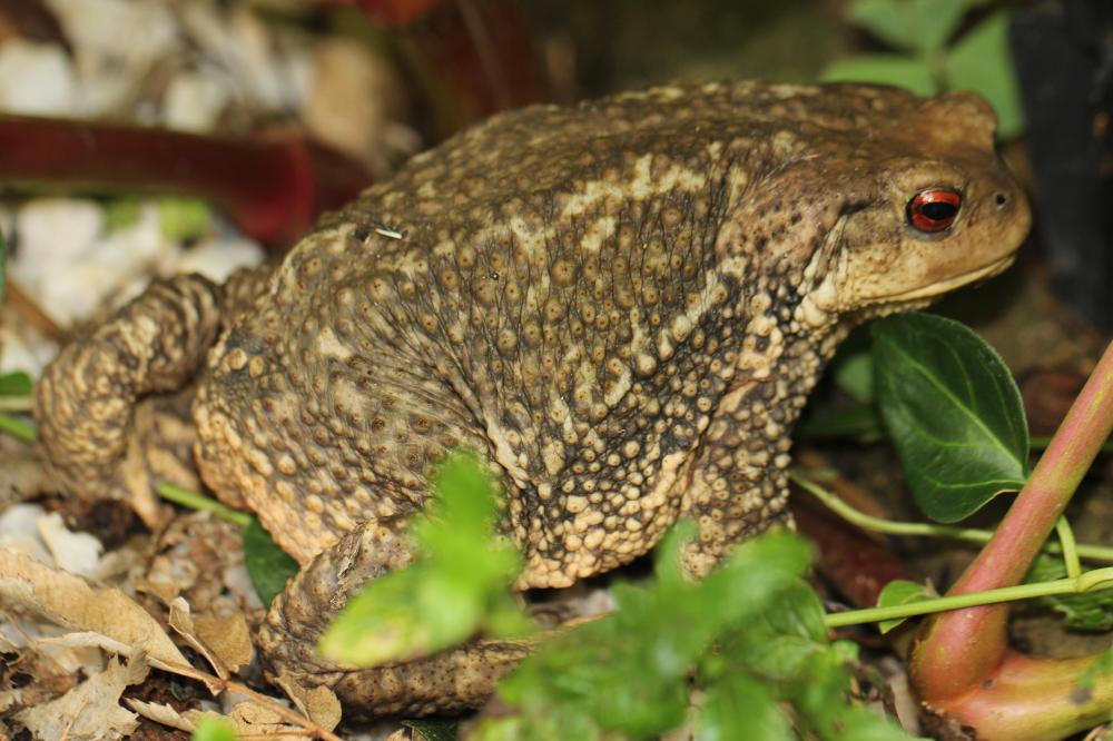 Crapaud épineux (Le) Bufo spinosus Daudin, 1803