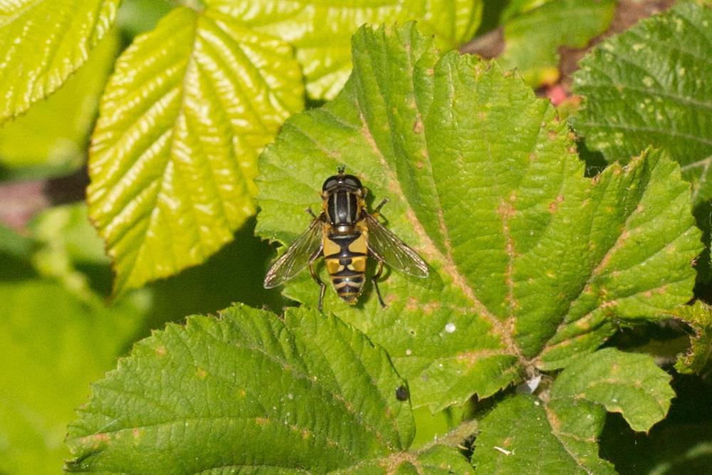  Helophilus trivittatus (Fabricius, 1805)