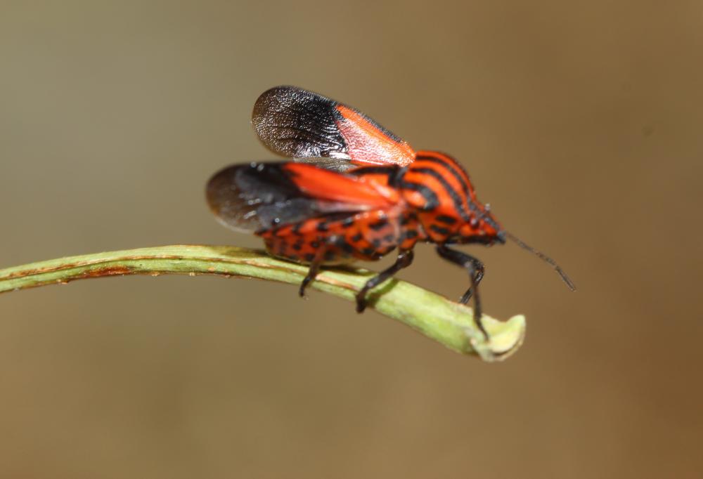 Punaise arlequin Graphosoma italicum (O.F. Müller, 1766)