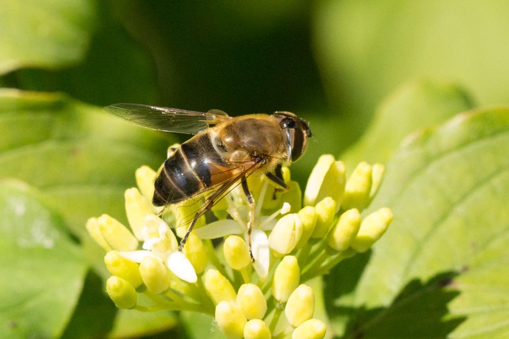  Eristalis similis (Fallén, 1817)