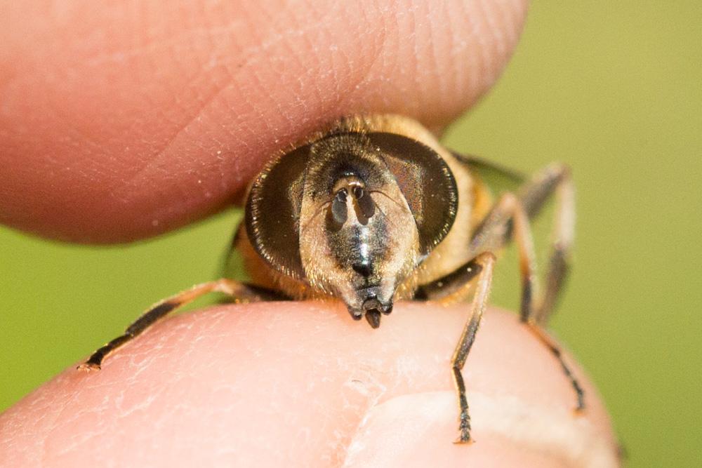  Eristalis similis (Fallén, 1817)