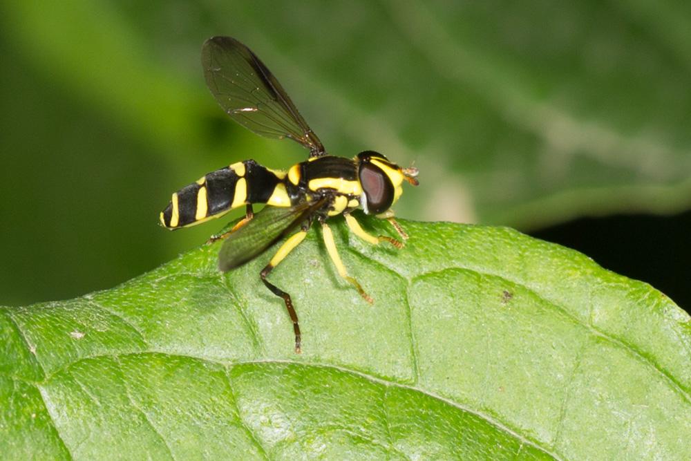  Xanthogramma dives (Rondani, 1857)