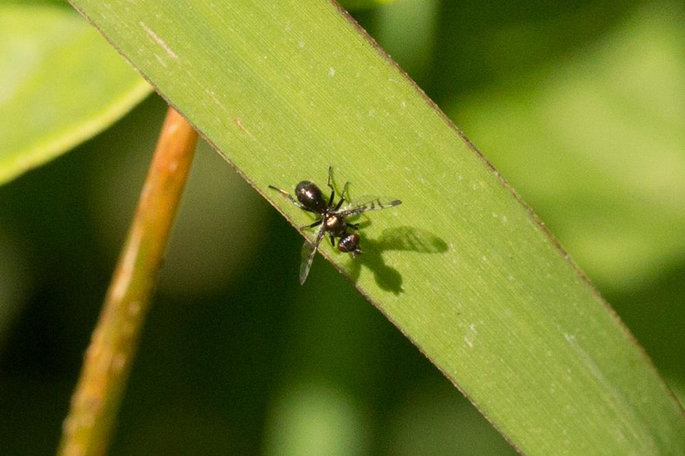  Rivellia syngenesiae (Fabricius, 1781)