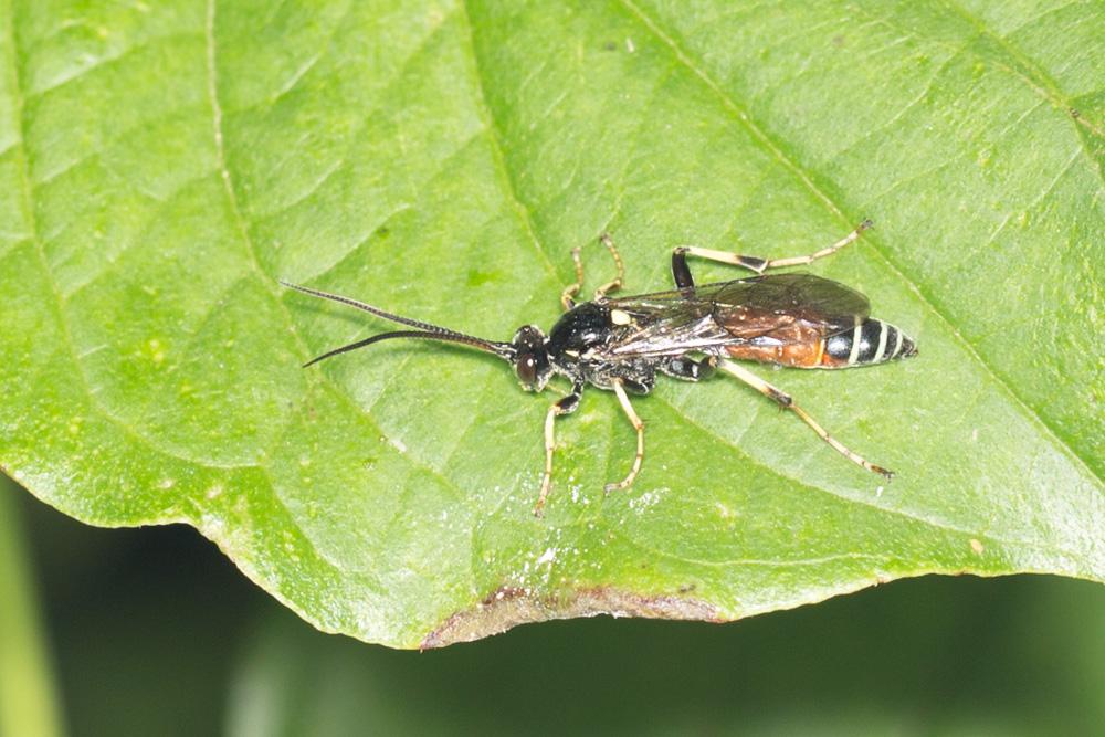  Ctenichneumon Thomson, 1894