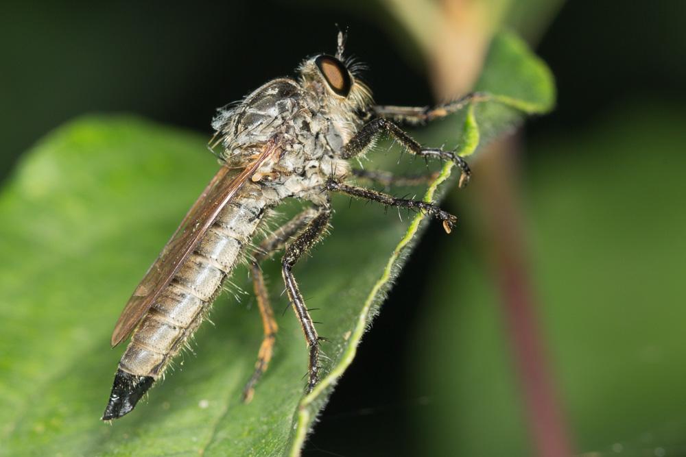  Eutolmus rufibarbis (Meigen, 1820)