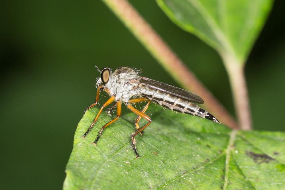  Neomochtherus pallipes (Meigen, 1820)