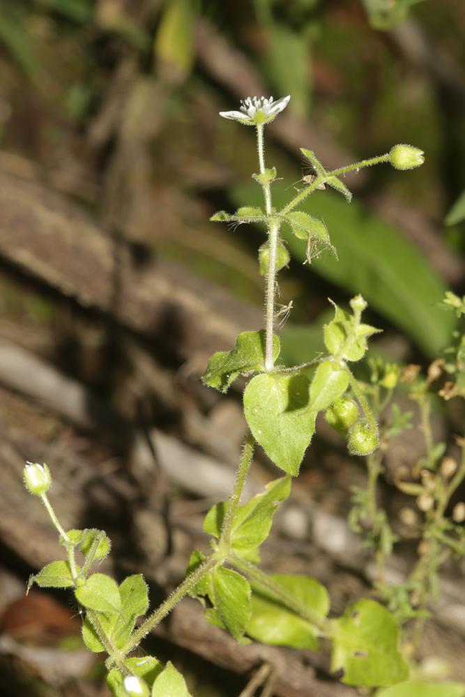 Stellaire aquatique, Céraiste d'eau Myosoton aquaticum (L.) Moench, 1794