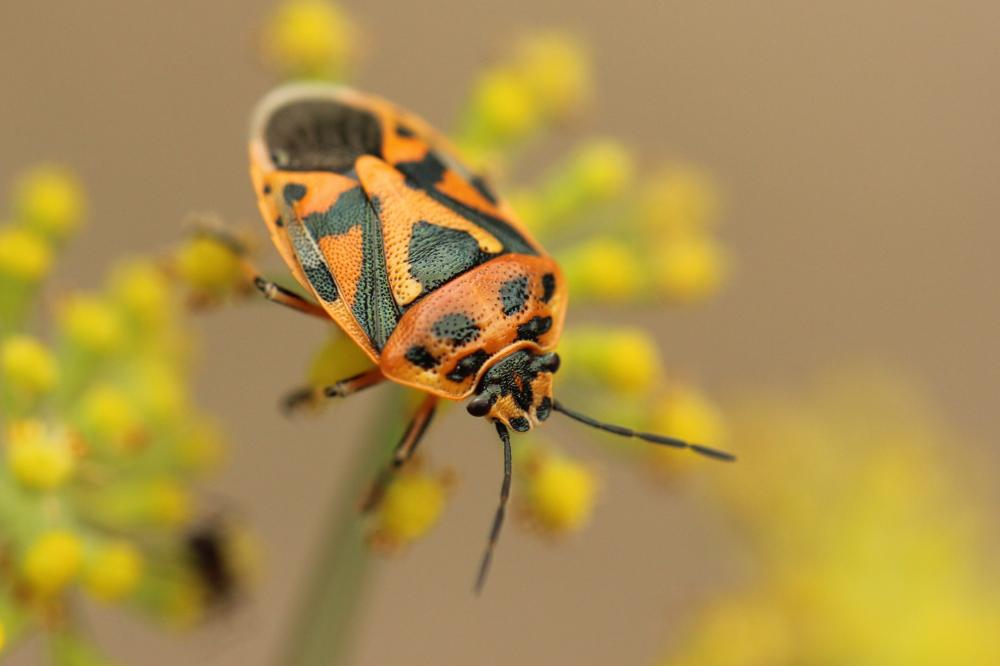  Eurydema ornata (Linnaeus, 1758)